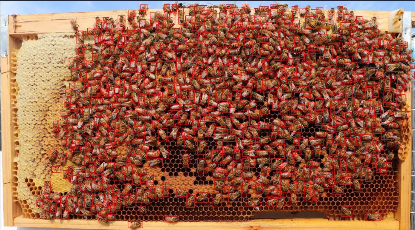 Honeybee detection